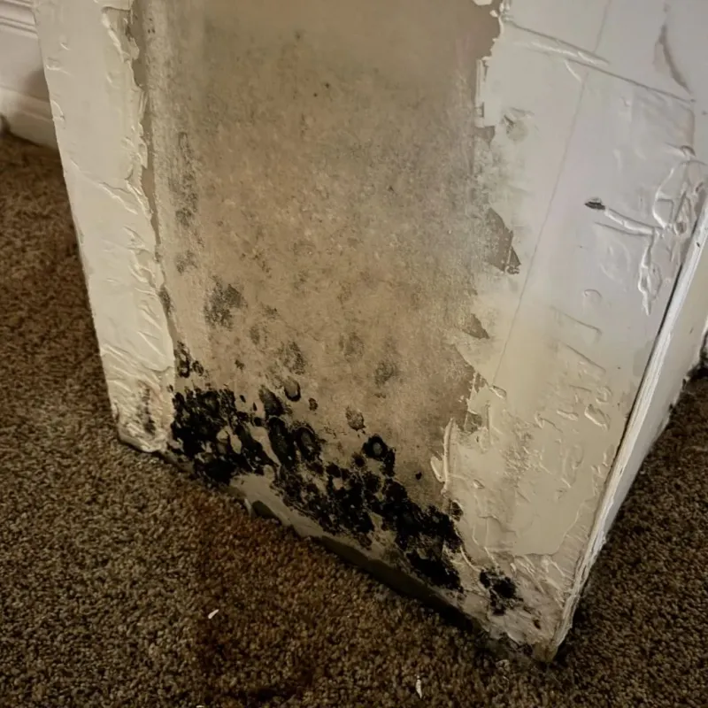 Professional Mold Removal in Linden, MI